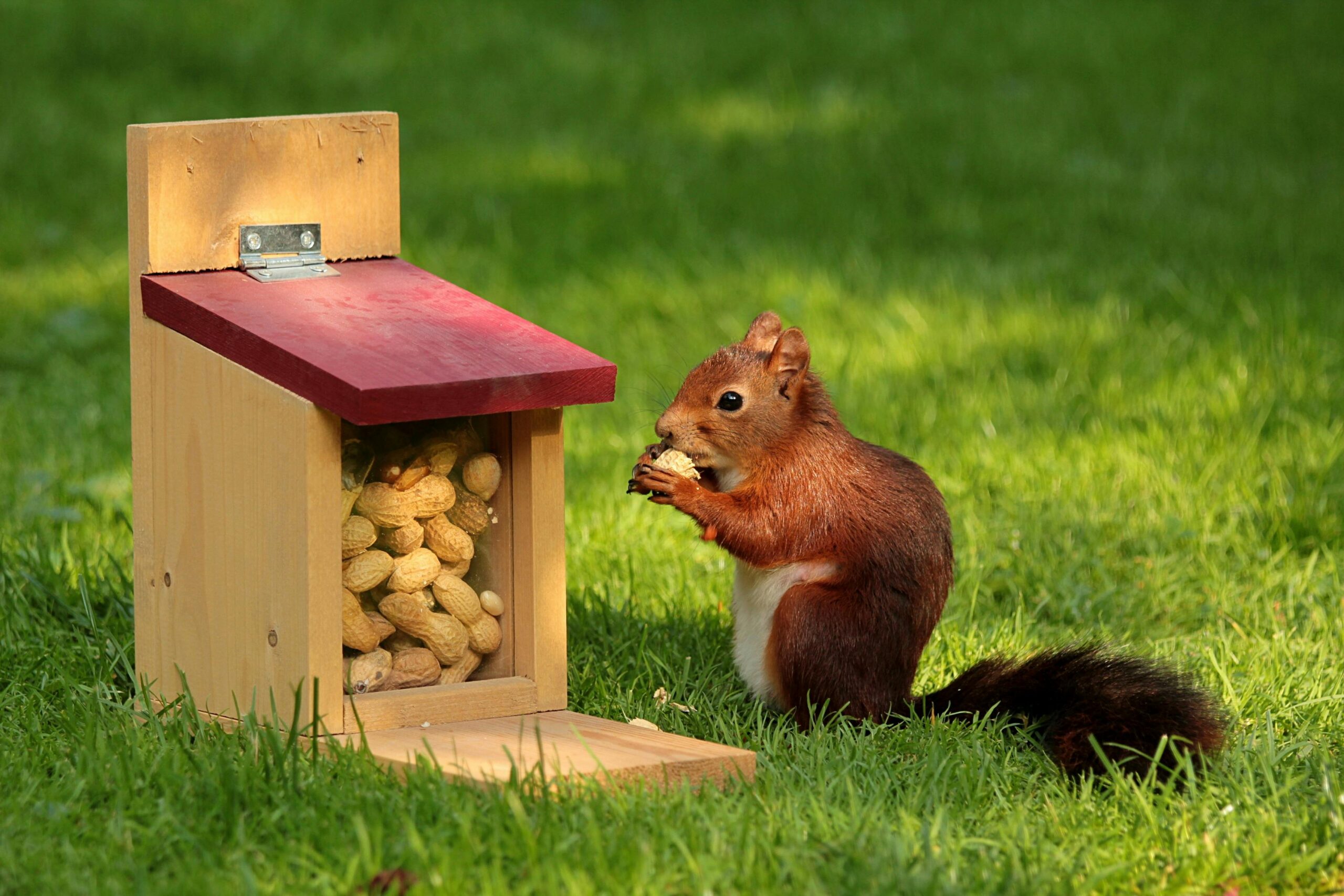 Yes, the Squirrels Are Watching – Mississippi’s Wildlife